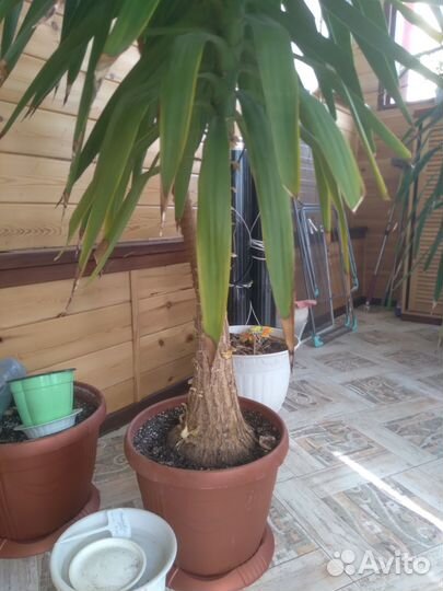 Пальма юкка