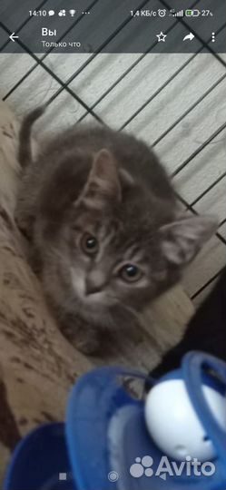 Котенок девочка в добрые руки