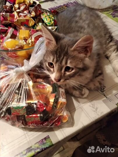 Отдам Кота в Добрые Руки