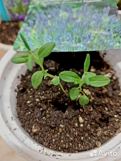 Рассада лаванды