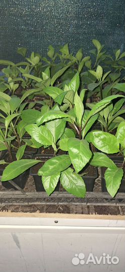 Джинура —-листья бога