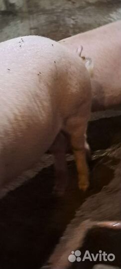 Хряк на племя