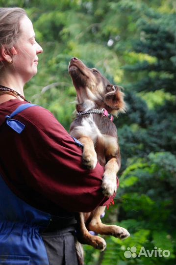 Собака в добрые руки