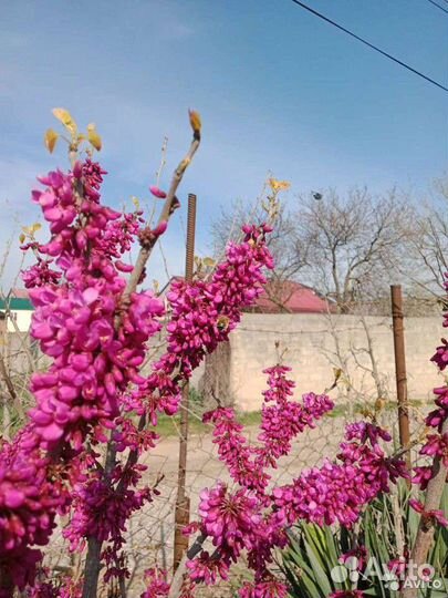 Отдам бесплатно