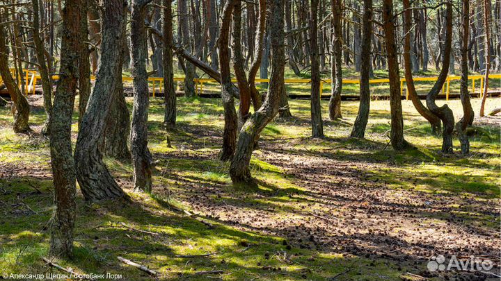 Куршская коса с посещением орнитологической станци