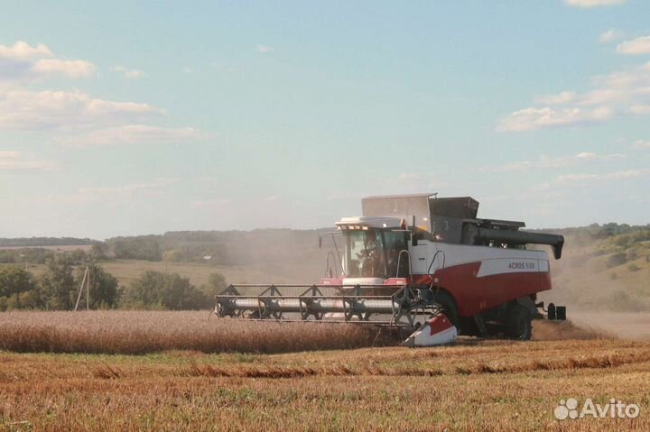 Зерно пшеница