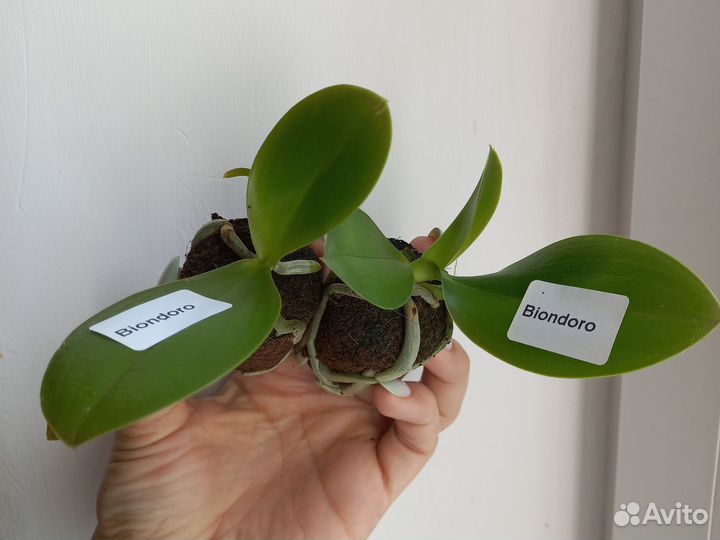 Орхидея biondoro арома