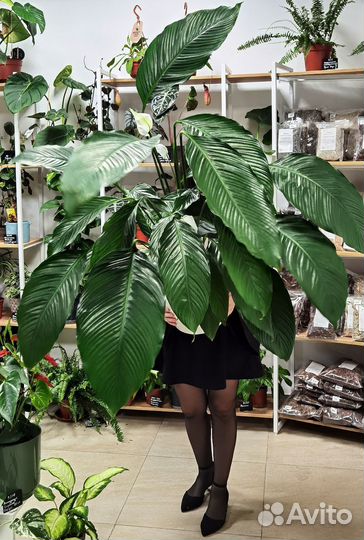 Цветущие делёнки гигантского Спатифиллума