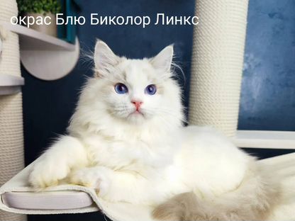 Рэгдолл котёнок, Пинск