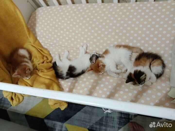Котята в добрые руки