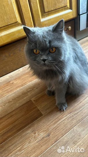 Британская кошка бесплатно