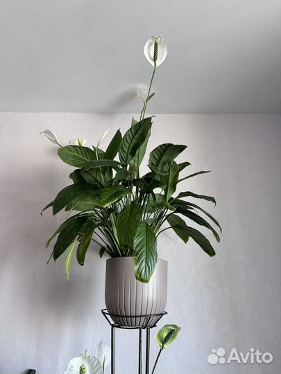 Спатифиллум