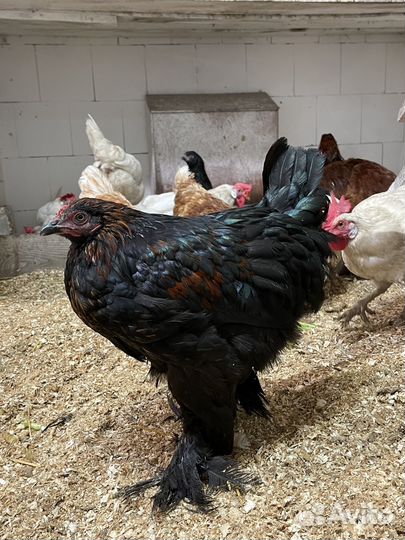 Молодые петушки Брама помесь