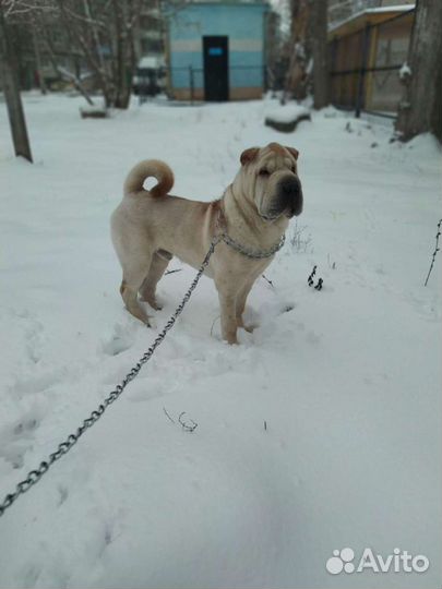 Шарпей вязка