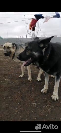 Восточно европейская овчарка ждет своего хозяина