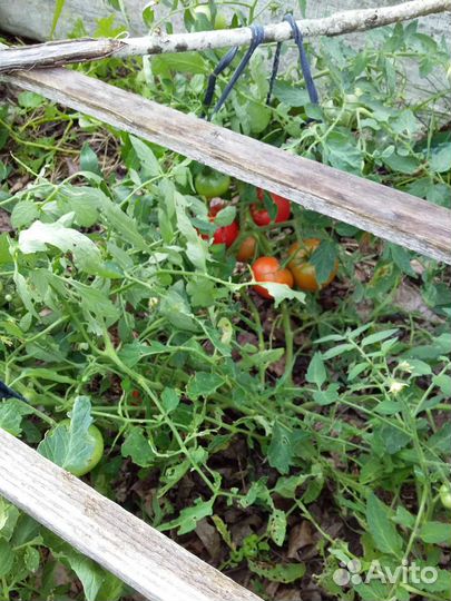 Монгольский карлик