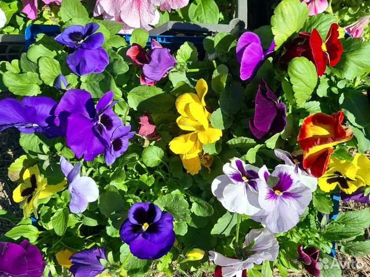 Рассада однолетних цветов