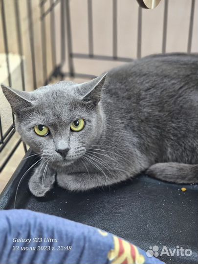 Русская голубая кошка в добрые руки