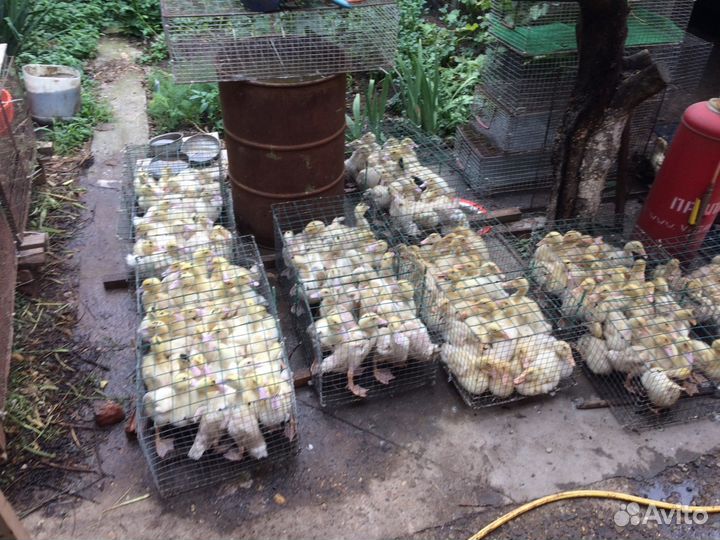 Утята 