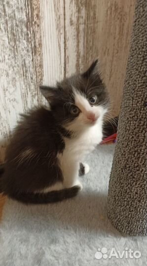 Котята от тайской кошки
