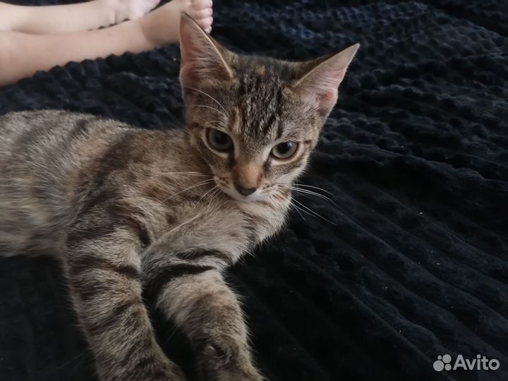 Кошка в дар