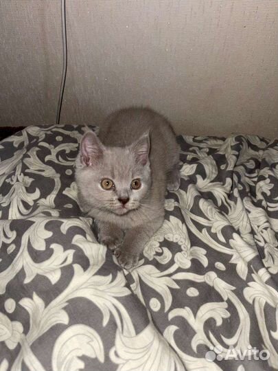 Британская