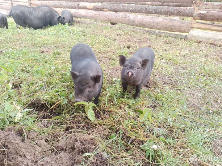 Вьетнамские вислобрюхие поросята