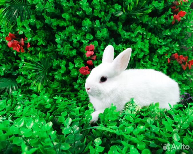 Мини карликовый кролик - это самый маленький