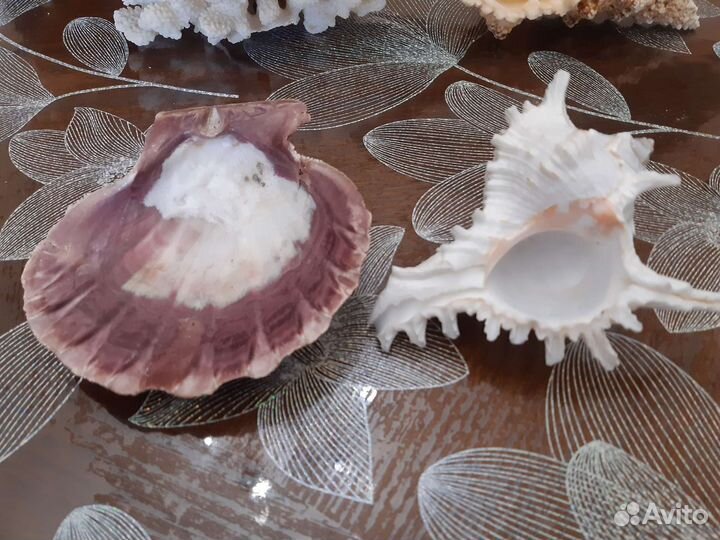Морские ракушки раковины
