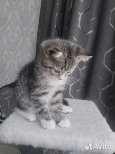 Тигровый табби