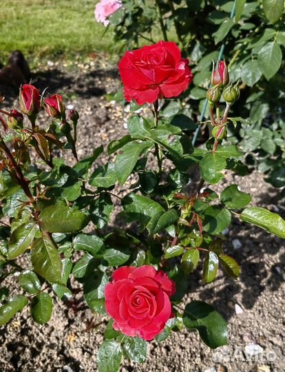 Садовник Консультации по саду. Обучение