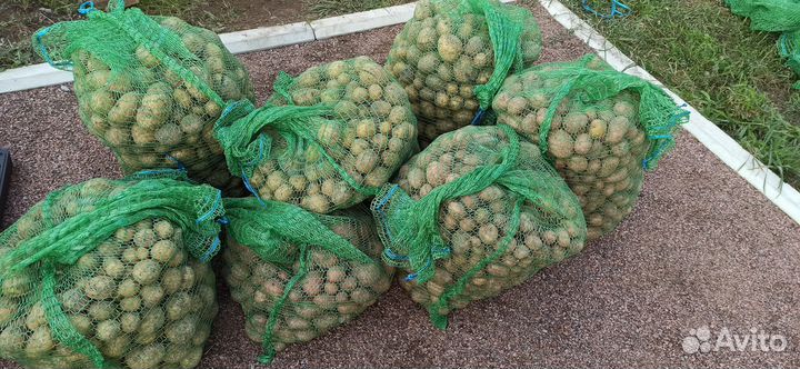 Картофель на еду и семена. Со своего участка