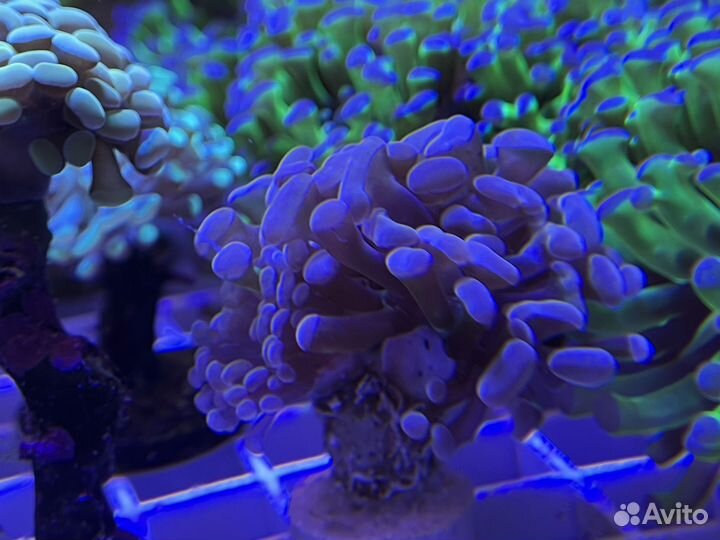 Коралл эуфилия (Euphyllia)