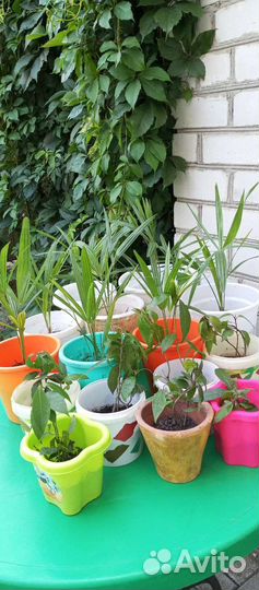 Пальмы,лавры