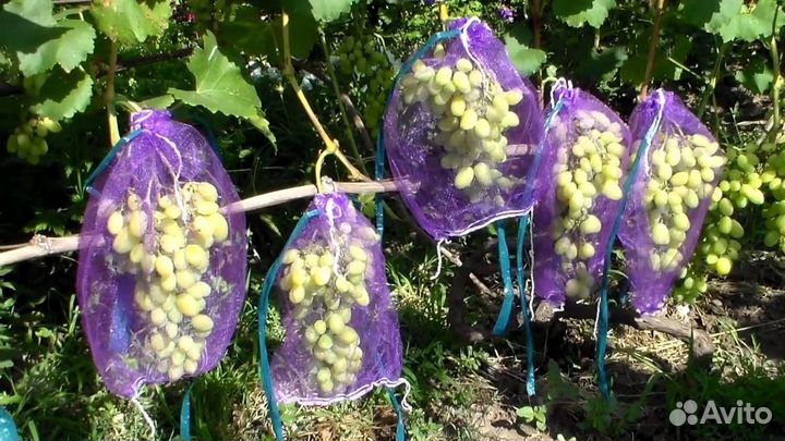 Защитная сетка, мешочки для гроздей винограда