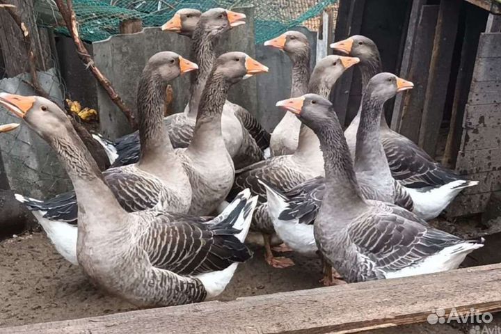 Индоутки. Гуси