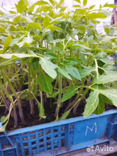 Рассада помидор, перцев, огурцов, гортензии