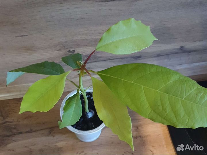 Авокадо растение