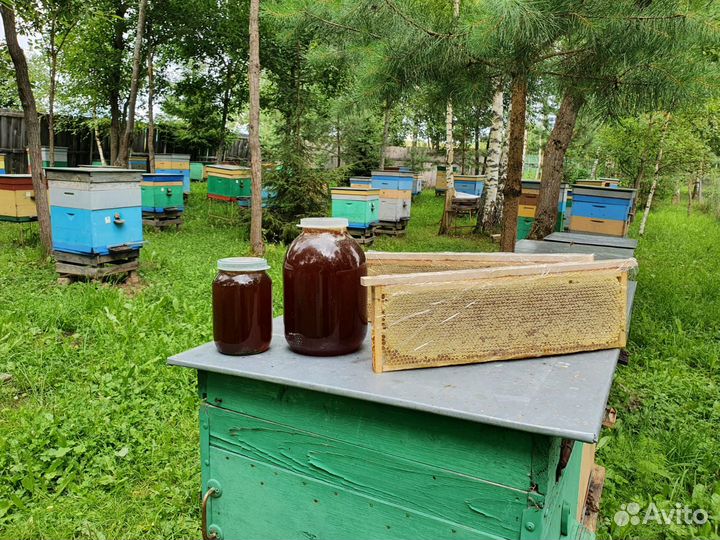 Продам пчелосемьи, в ульях Всю пасеку в одни руки