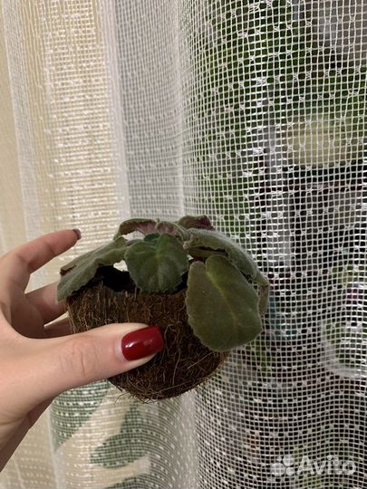 Фиалка в кокосе