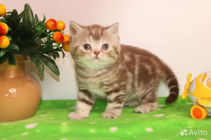 Мрамор шоколадный