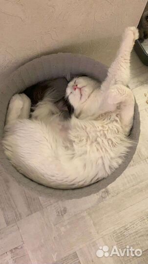 Котик в добрые руки
