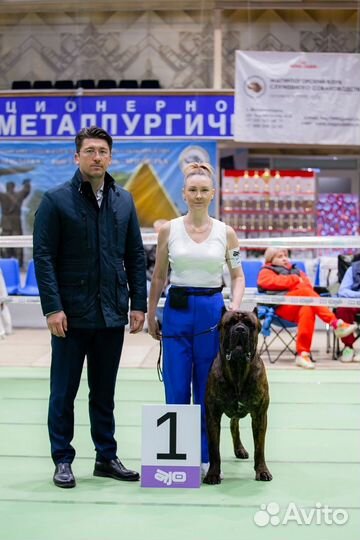 Кобель вязка кане Корсо