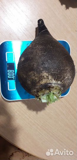 Растения для сада