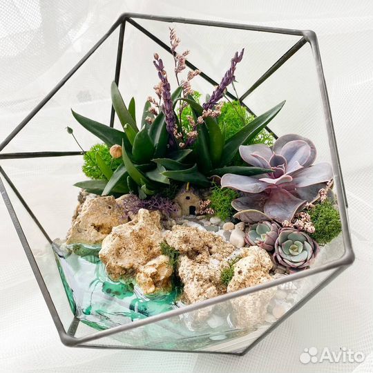 Флорариум суккуленты мох подарок