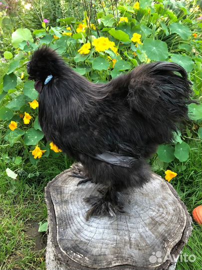 Петух китайский шелковый