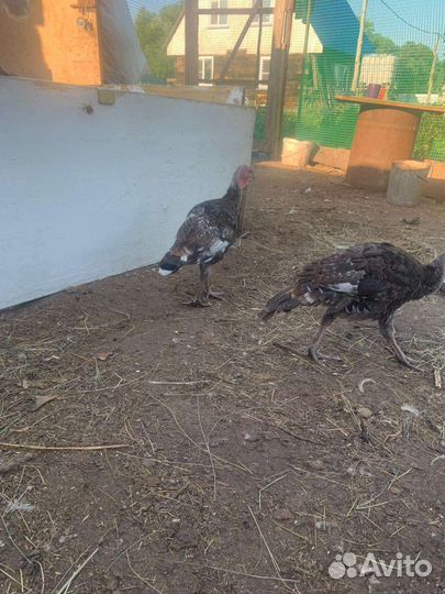 Индюки индюшата