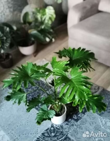 Филодендрон Селло, Selloum Шангри Ла