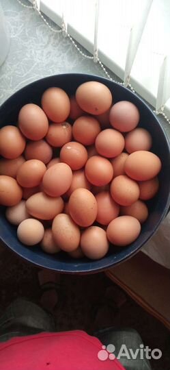 Домашние куриные яйца