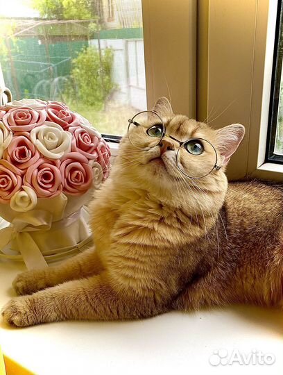 Кот на вязку